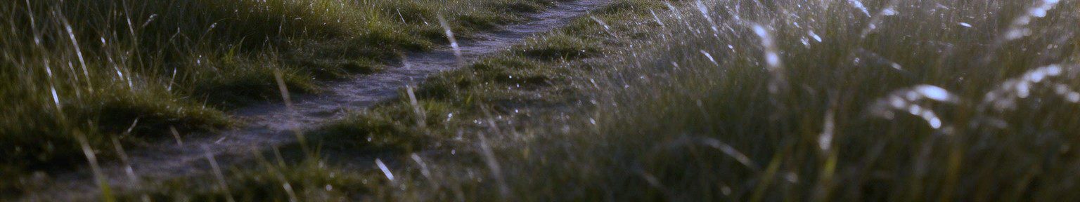 A path worn through open grassland at golden hour